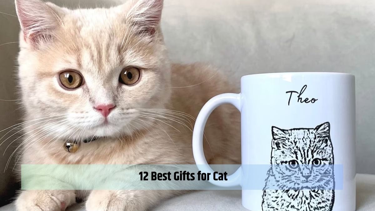 12 Best Gifts for Cat