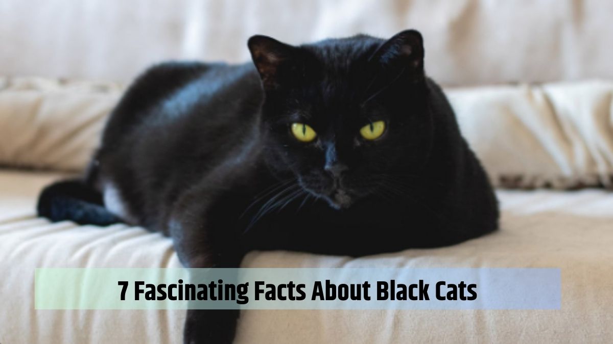 7 Fascinating Facts About Black Cats