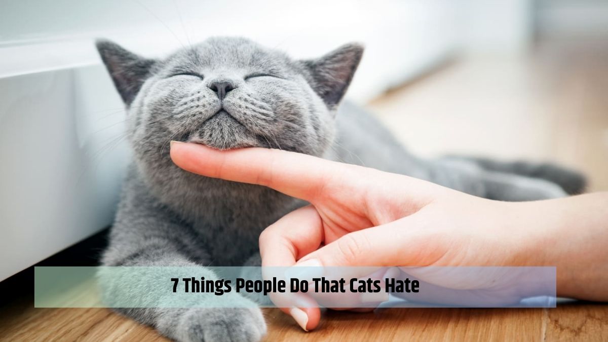 7 Things People Do That Cats Hate