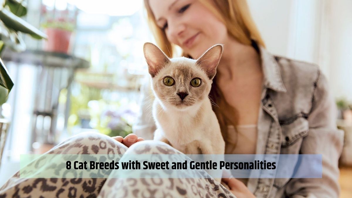8 Cat Breeds with Sweet and Gentle Personalities