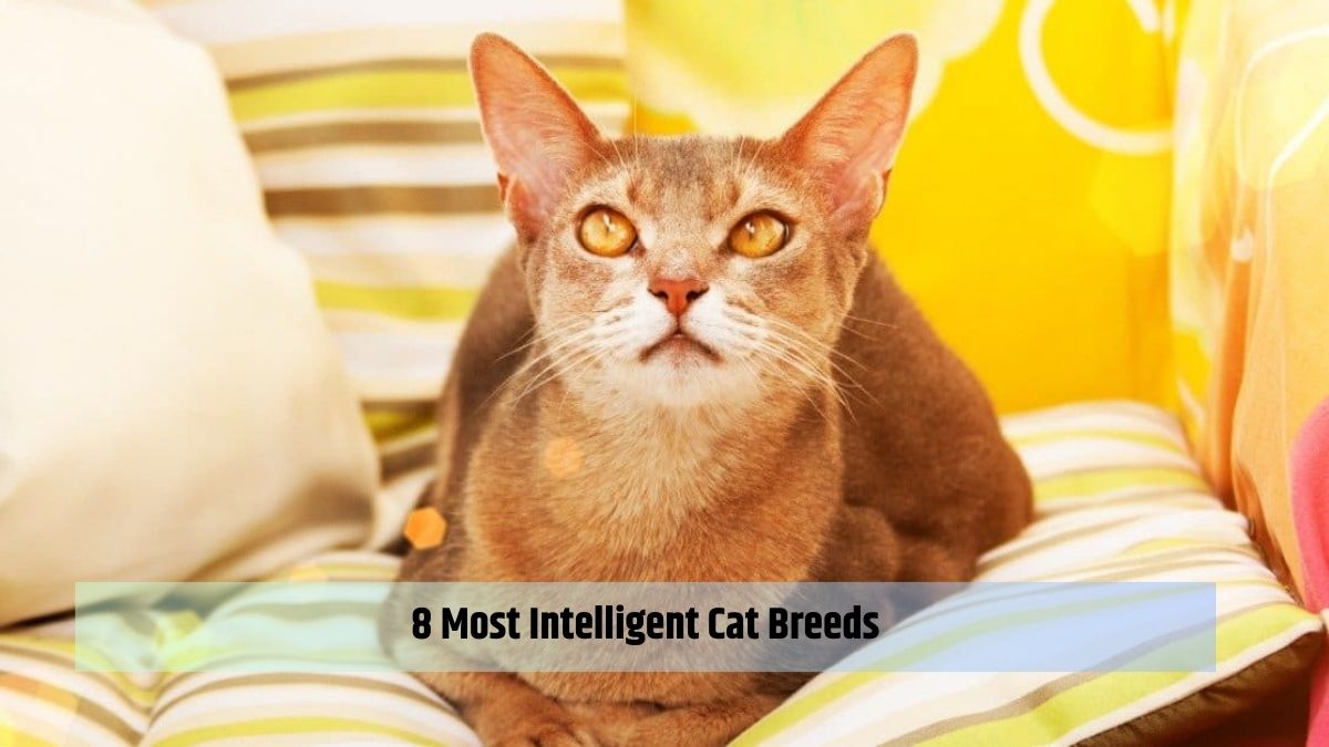 8 Most Intelligent Cat Breeds