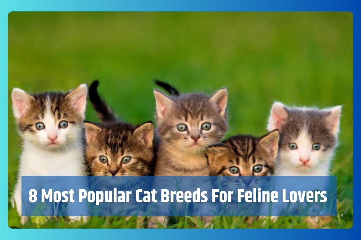 8 Most Popular Cat Breeds For Feline Lovers