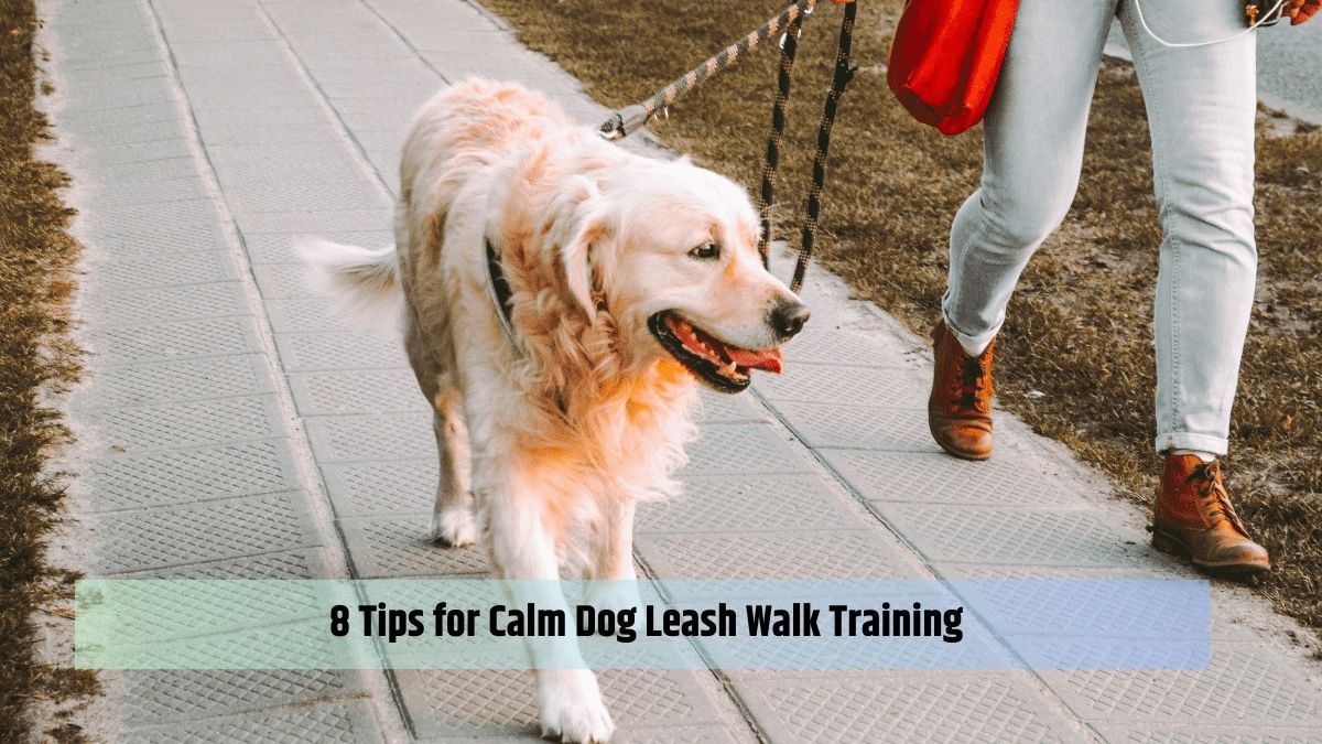 8 Tips for Calm Dog Leash Walk Training