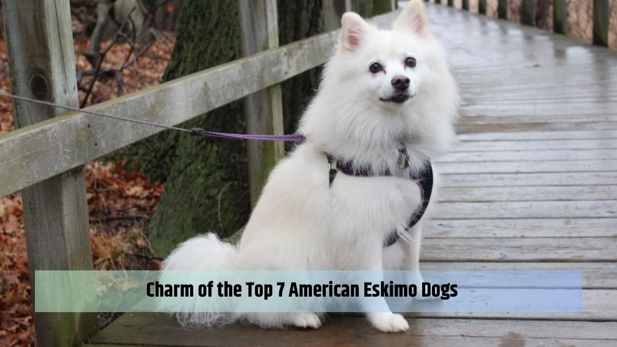 Charm of the Top 7 American Eskimo Dogs