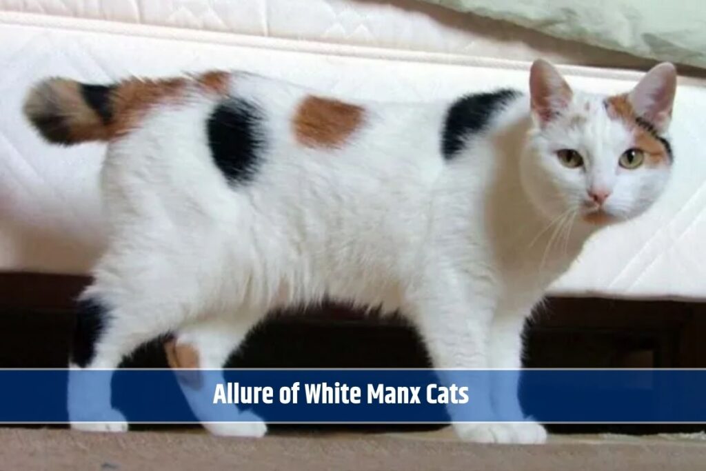 Allure of White Manx Cats