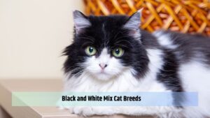Black and White Mix Cat Breeds