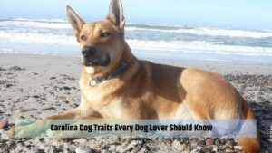 Carolina Dog Traits Every Dog Lover Should Know