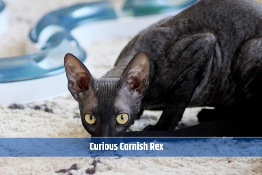 Curious Cornish Rex
