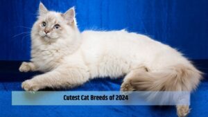 Cutest Cat Breeds of 2024