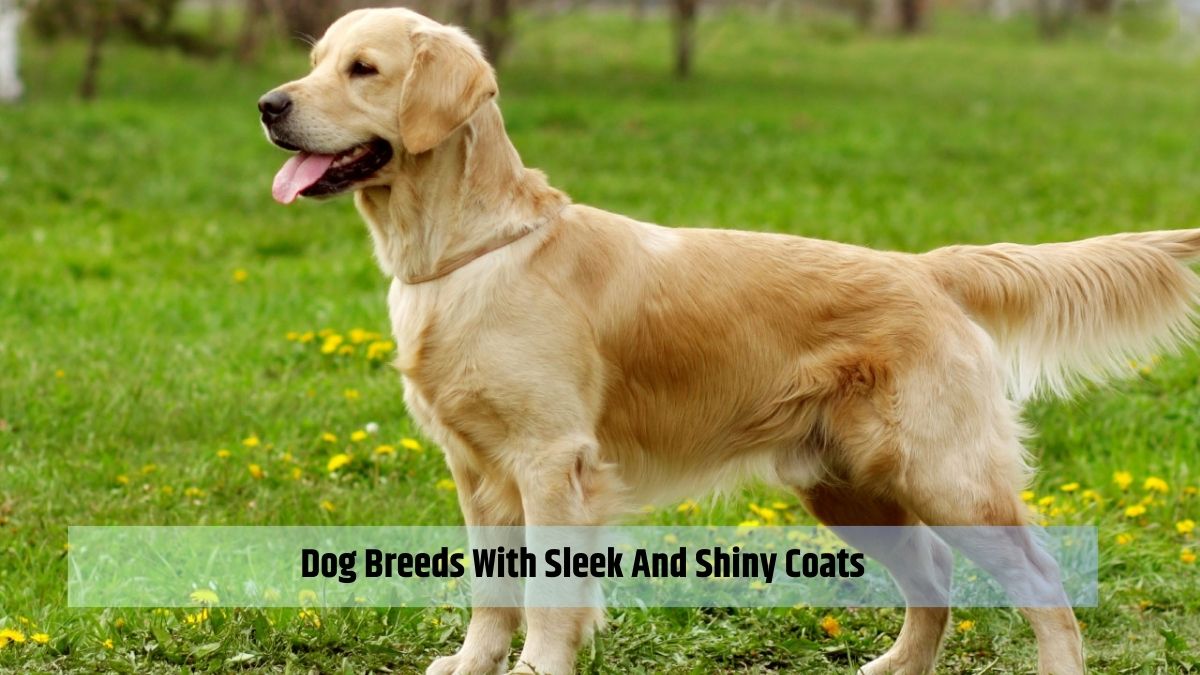 Dog Breeds With Sleek And Shiny Coats