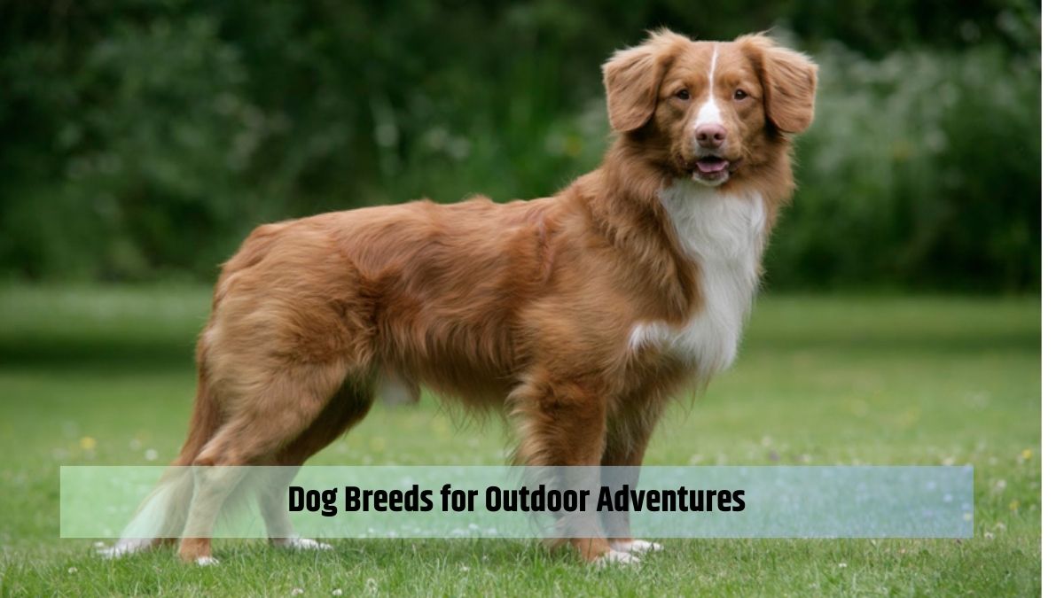 Dog Breeds for Outdoor Adventures
