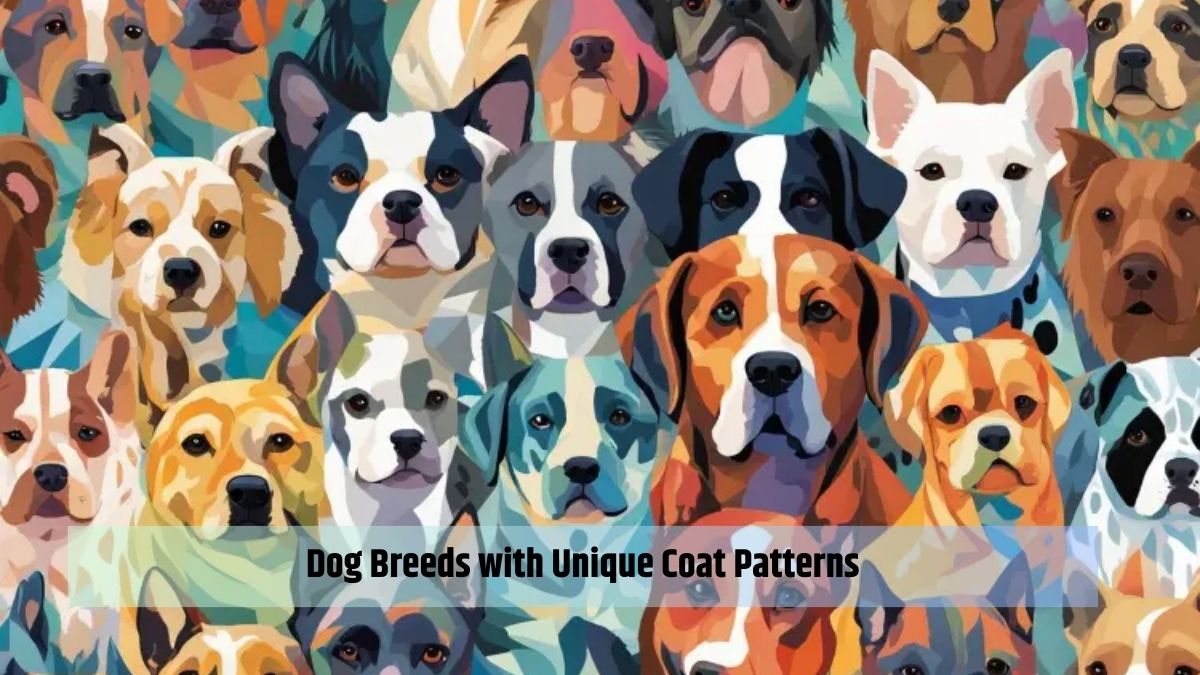 Dog Breeds with Unique Coat Patterns