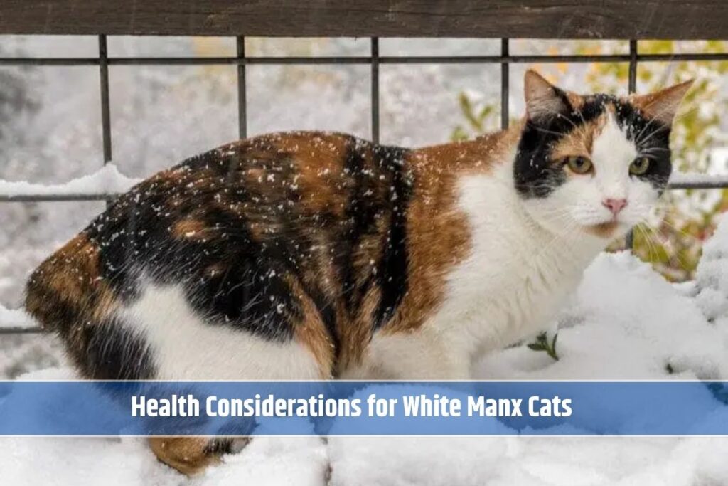 Health Considerations for White Manx Cats