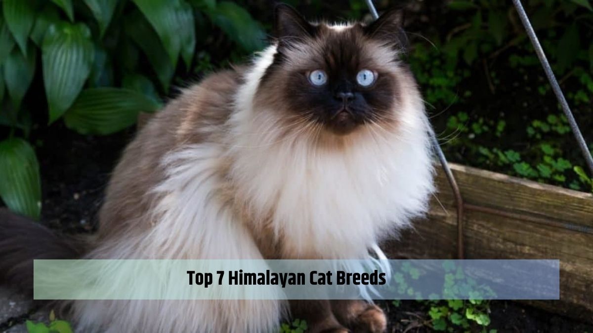 Himalayan Cat Breeds