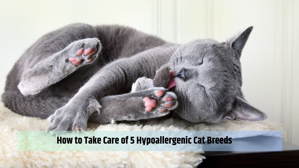 How to Take Care of 5 Hypoallergenic Cat Breeds