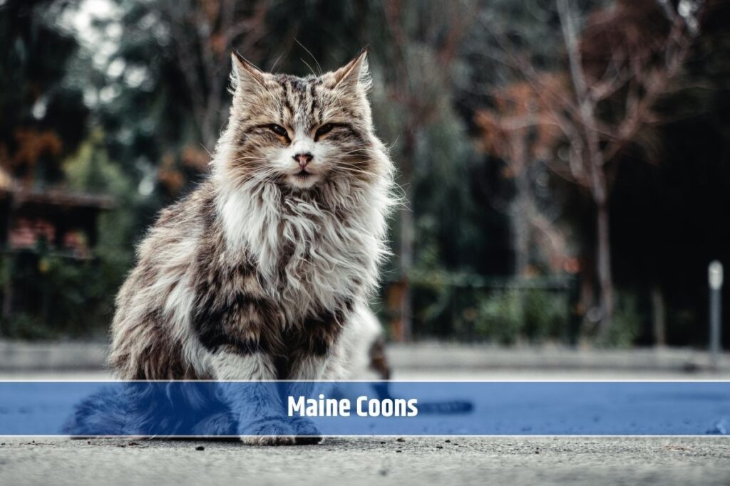 The Charismatic Maine Coon