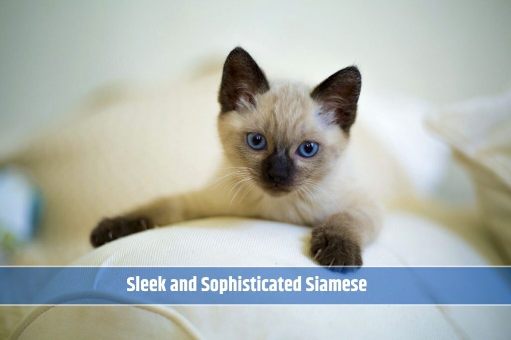 Sleek and Sophisticated Siamese