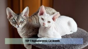 TOP 7 Hypoallergenic Cat Breeds
