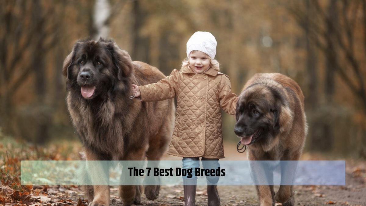  Best Dog Breeds
