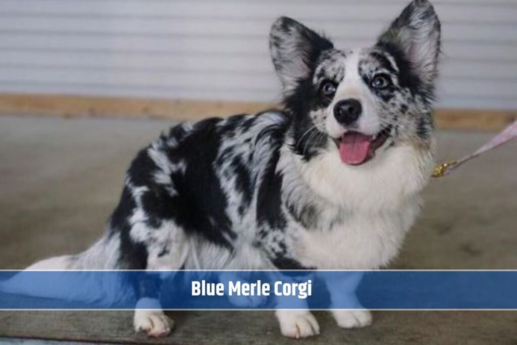 The Blue Merle Corgi