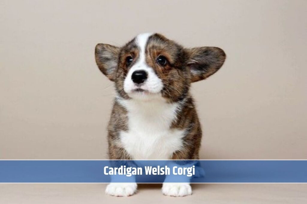 The Cardigan Welsh Corgi