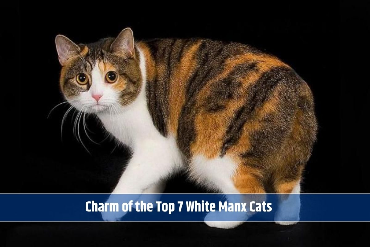 Charm of the Top 7 White Manx Cats