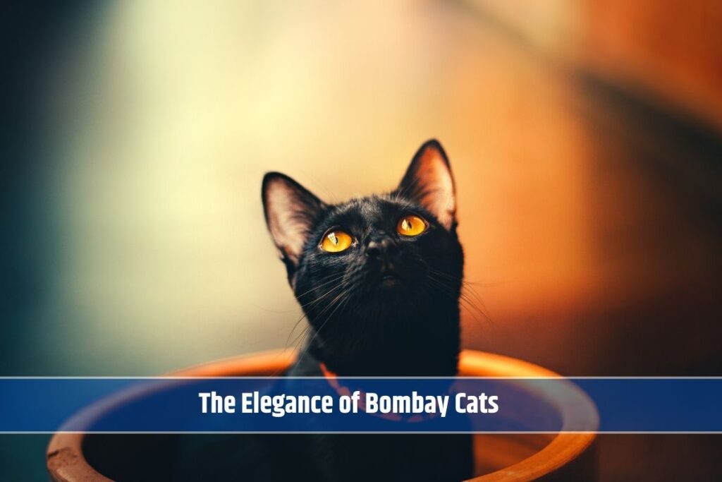 The Elegance of Bombay Cats