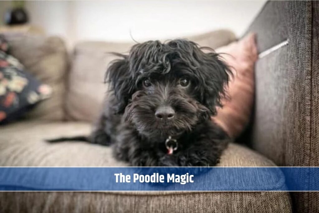 The Poodle Magic