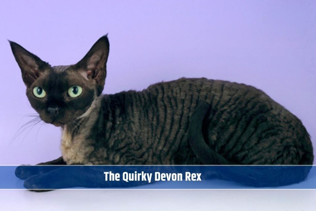 The Quirky Devon Rex