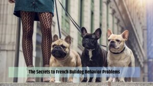 The Secrets to French Bulldog Behavior Problems