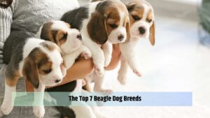 The Top 7 Beagle Dog Breeds