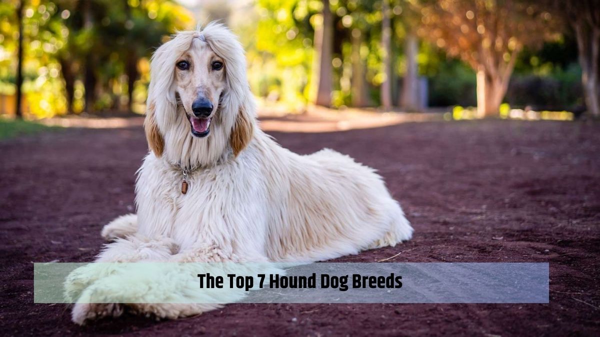 The Top 7 Hound Dog Breeds
