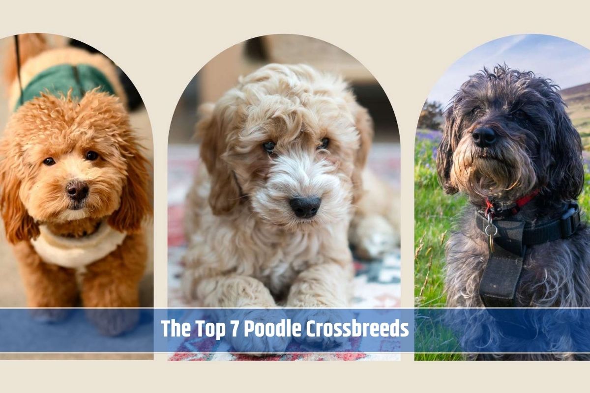 The Top 7 Poodle Crossbreeds