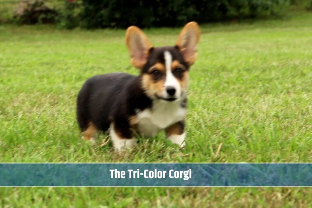 The Tri-Color Corgi