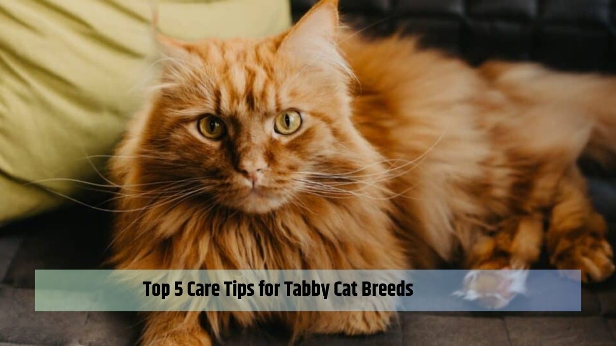 Top 5 Care Tips for Tabby Cat Breeds