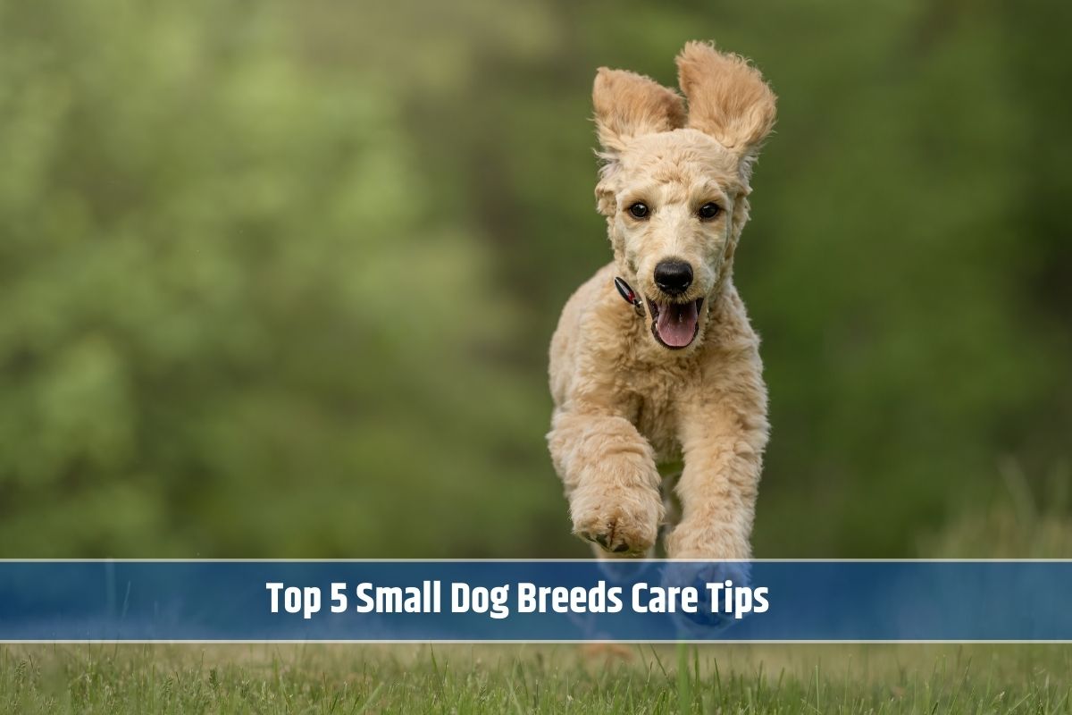 Small Dog Breeds Care Tips