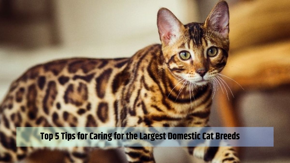 Top 5 Tips for Caring for the Largest Domestic Cat Breeds