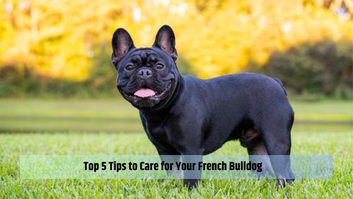 Top 5 Tips to Care for Your French Bulldog
