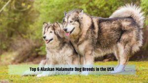 Top 6 Alaskan Malamute Dog Breeds in the USA