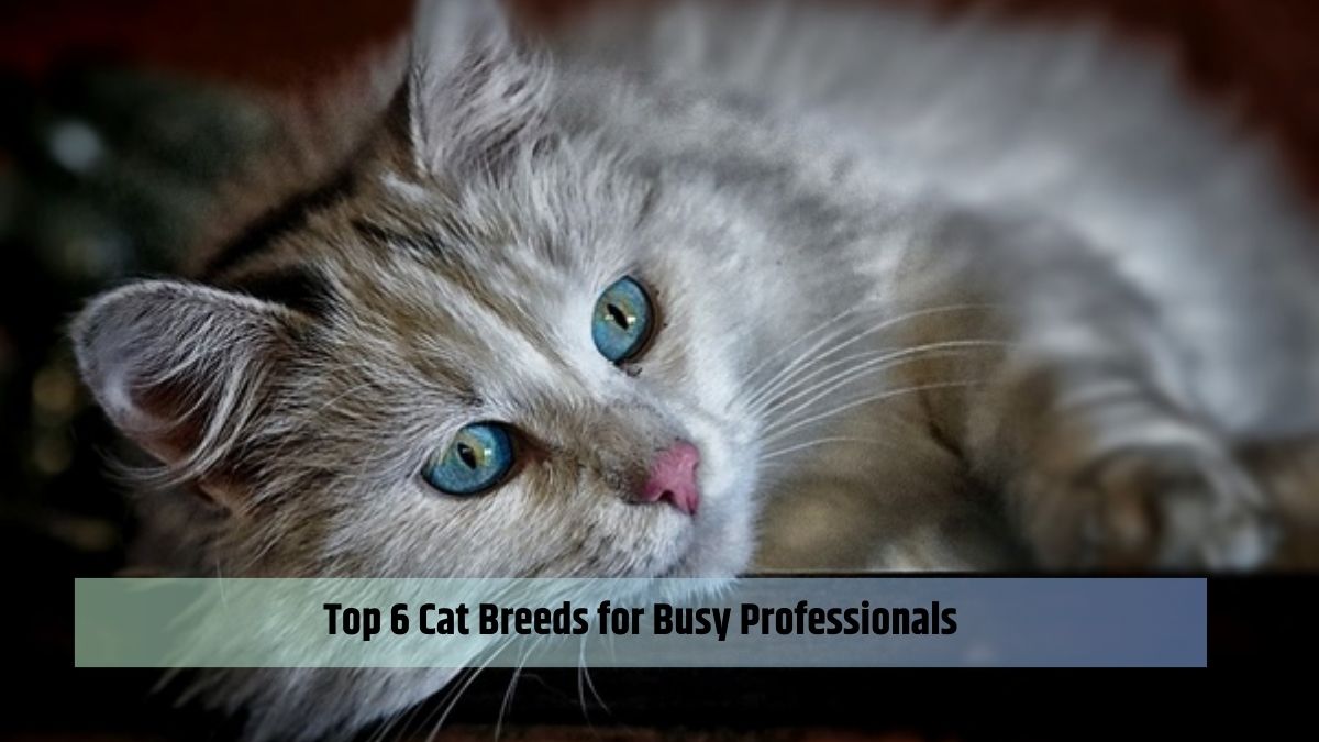 Top 6 Cat Breeds for Busy Professionals