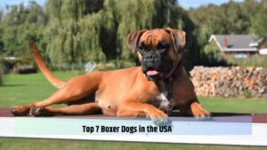 Top 7 Boxer Dogs in the USA