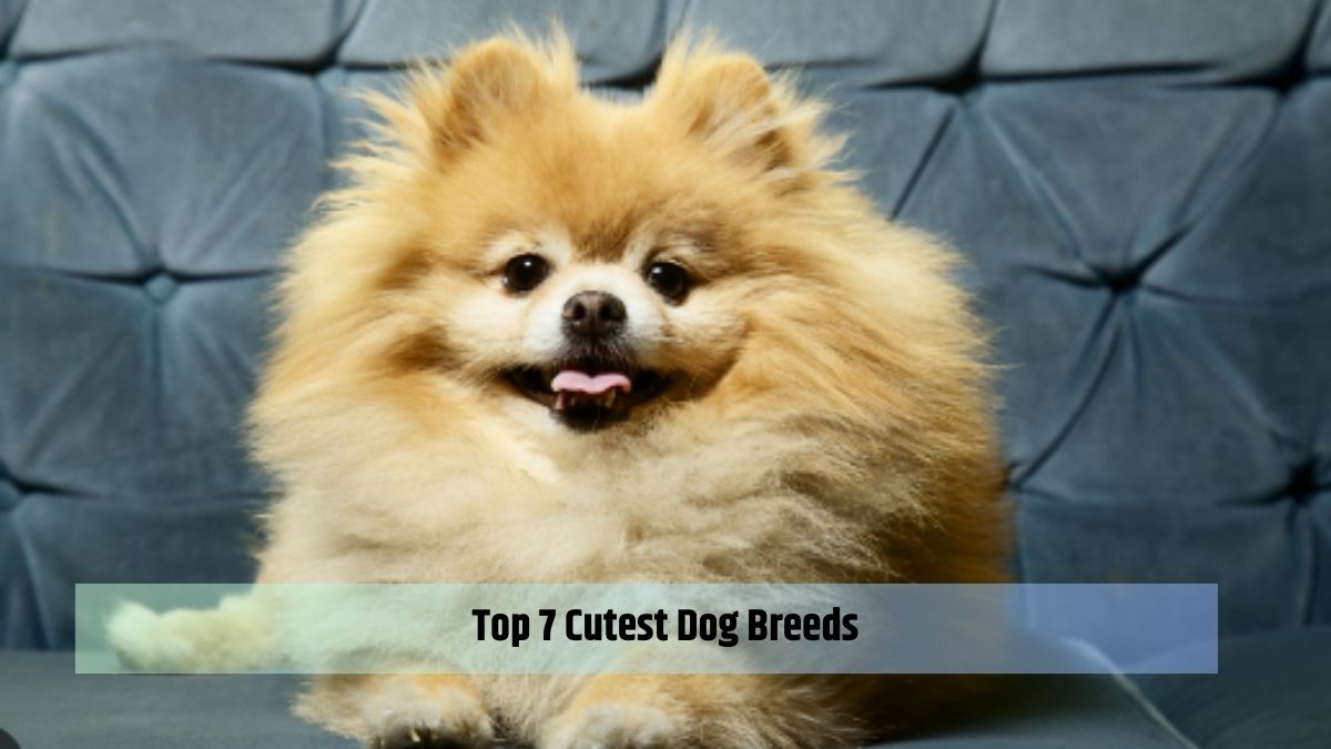 Top 7 Cutest Dog Breeds