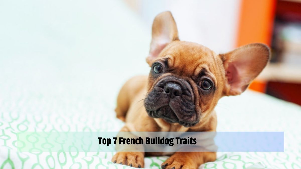 Top 7 French Bulldog Traits