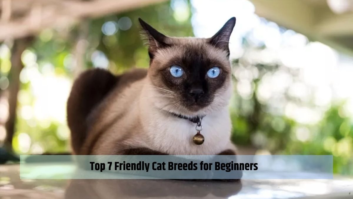 Top 7 Friendly Cat Breeds for Beginners