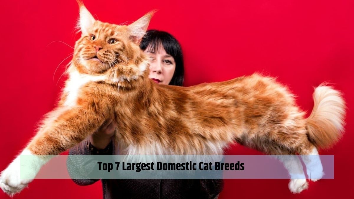 Top 7 Largest Domestic Cat Breeds