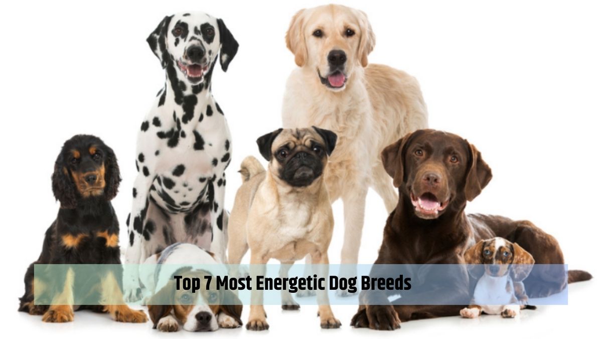 7 Most Energetic Dog Breeds
