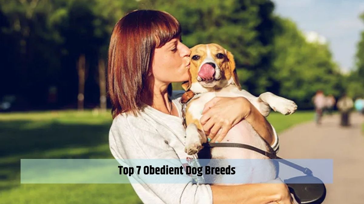 Top 7 Obedient Dog Breeds