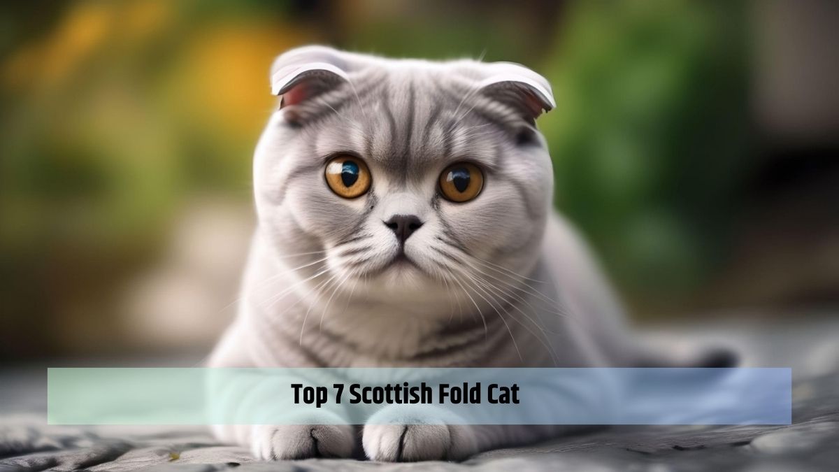 Top 7 Scottish Fold Cat