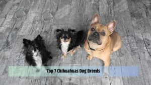 Top 7 Chihuahuas Dog Breeds