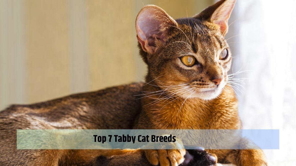 Top 7 Tabby Cat Breeds